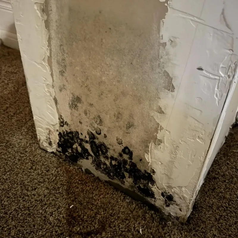 Professional Mold Removal in Oswego, IL